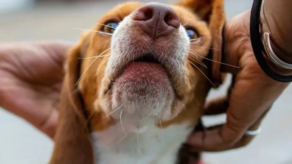 Embarcación activa una alerta sanitaria por casos de leishmaniasis visceral en perros